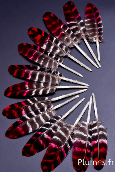 Adelaar (imitatie) - 10-15 cm - gestreept - natuur-rood